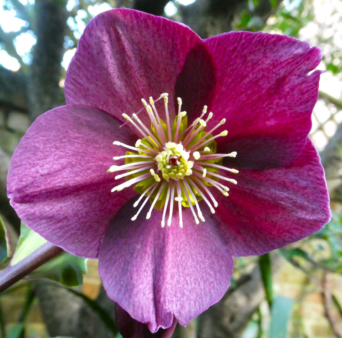 Wow!💜 A prince among hellebores for #FlowerFriday🌸