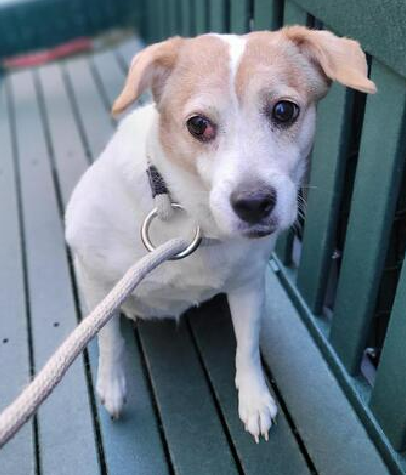 NMBewitched's tweet image. #Ginger 
#SaveOurSeniors
#NYCACC #191098
nycacc.app/#/browse/191098 

Ginger is a senior gal that prefers slow intros
Her own kingdom to relax &amp;amp; blossom
Of course she is scared
Do we have anyone who will offer her a safe home, time to adjust, soft landing &amp;amp; TLC?
#Pledge4#Rescue