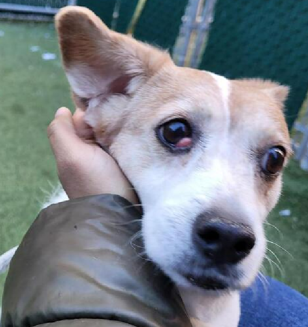 NMBewitched's tweet image. #Ginger 
#SaveOurSeniors
#NYCACC #191098
nycacc.app/#/browse/191098 

Ginger is a senior gal that prefers slow intros
Her own kingdom to relax &amp;amp; blossom
Of course she is scared
Do we have anyone who will offer her a safe home, time to adjust, soft landing &amp;amp; TLC?
#Pledge4#Rescue