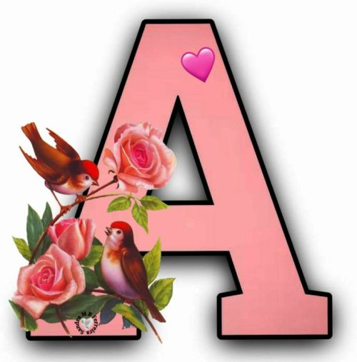 alaa amy tweet media