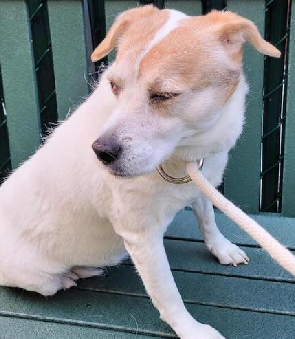 NMBewitched's tweet image. #Ginger 
#SaveOurSeniors
#NYCACC #191098
nycacc.app/#/browse/191098 

Ginger is a senior gal that prefers slow intros
Her own kingdom to relax &amp;amp; blossom
Of course she is scared
Do we have anyone who will offer her a safe home, time to adjust, soft landing &amp;amp; TLC?
#Pledge4#Rescue