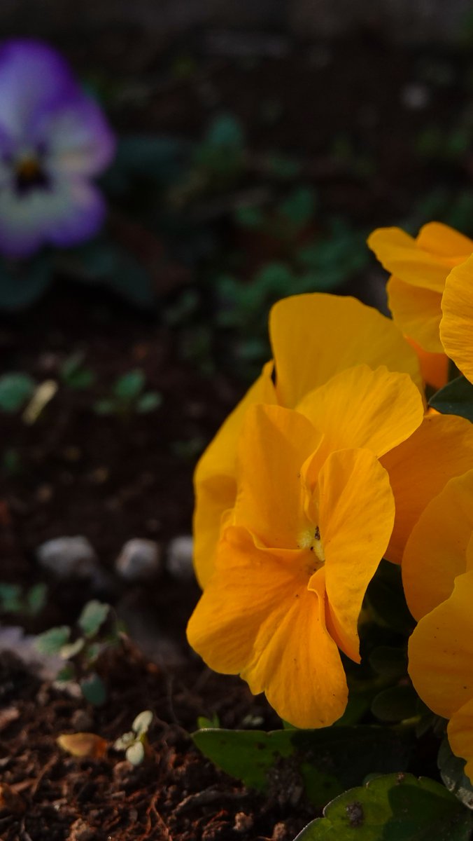 Mellows2011's tweet photo. #WinterColors
#EarlySpringColors
#Pansy
春の花もすこしずつ... https://t.co/fPC8y1ulun