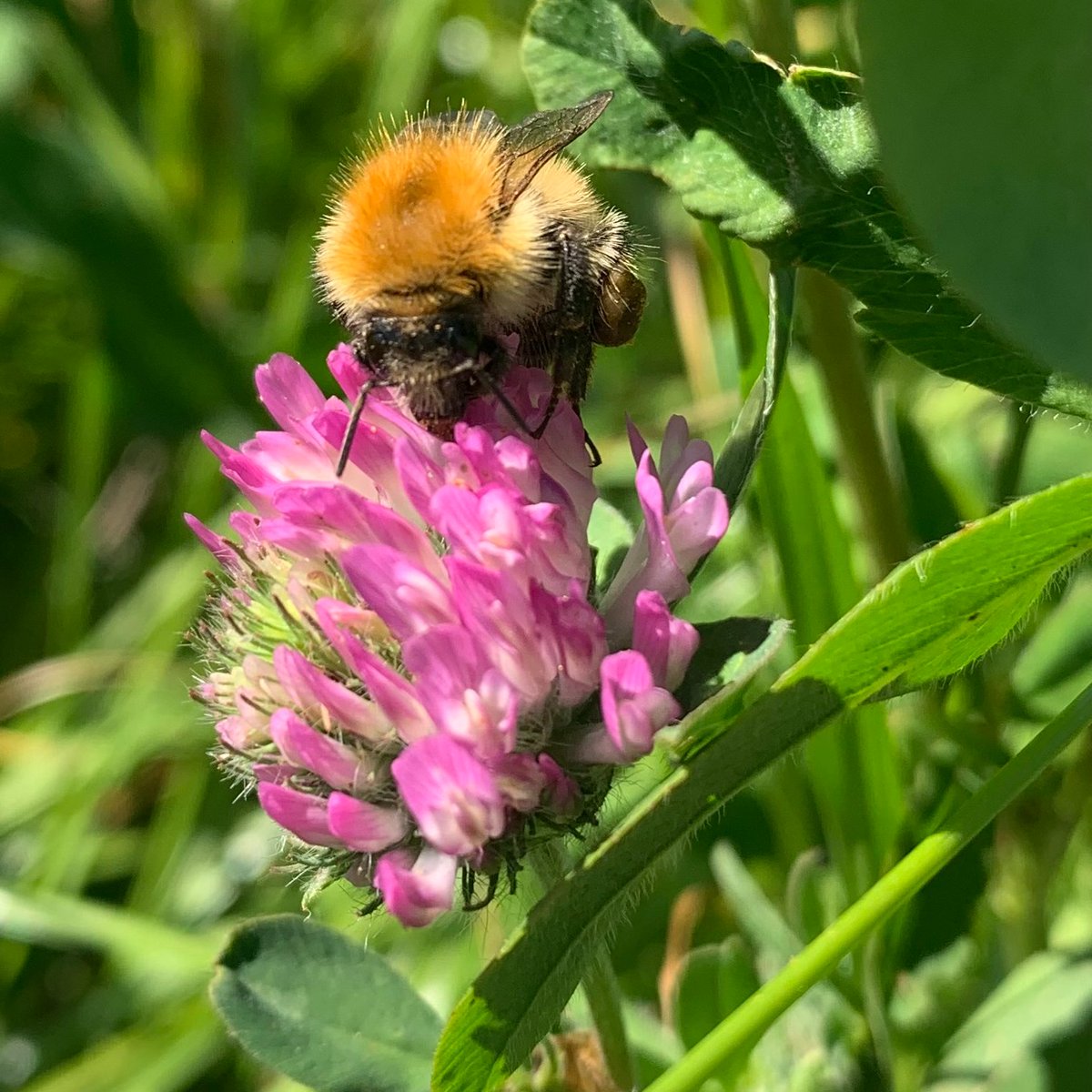 Breeding and using red clover cultivars that produce more inflorescences likely to increase the value of red clover to pollinators: research by @ciaranharris @LasiBee @SussexUni resjournals.onlinelibrary.wiley.com/doi/10.1111/af… [Photo from Ciaran Harris] #pollination #biodiversity