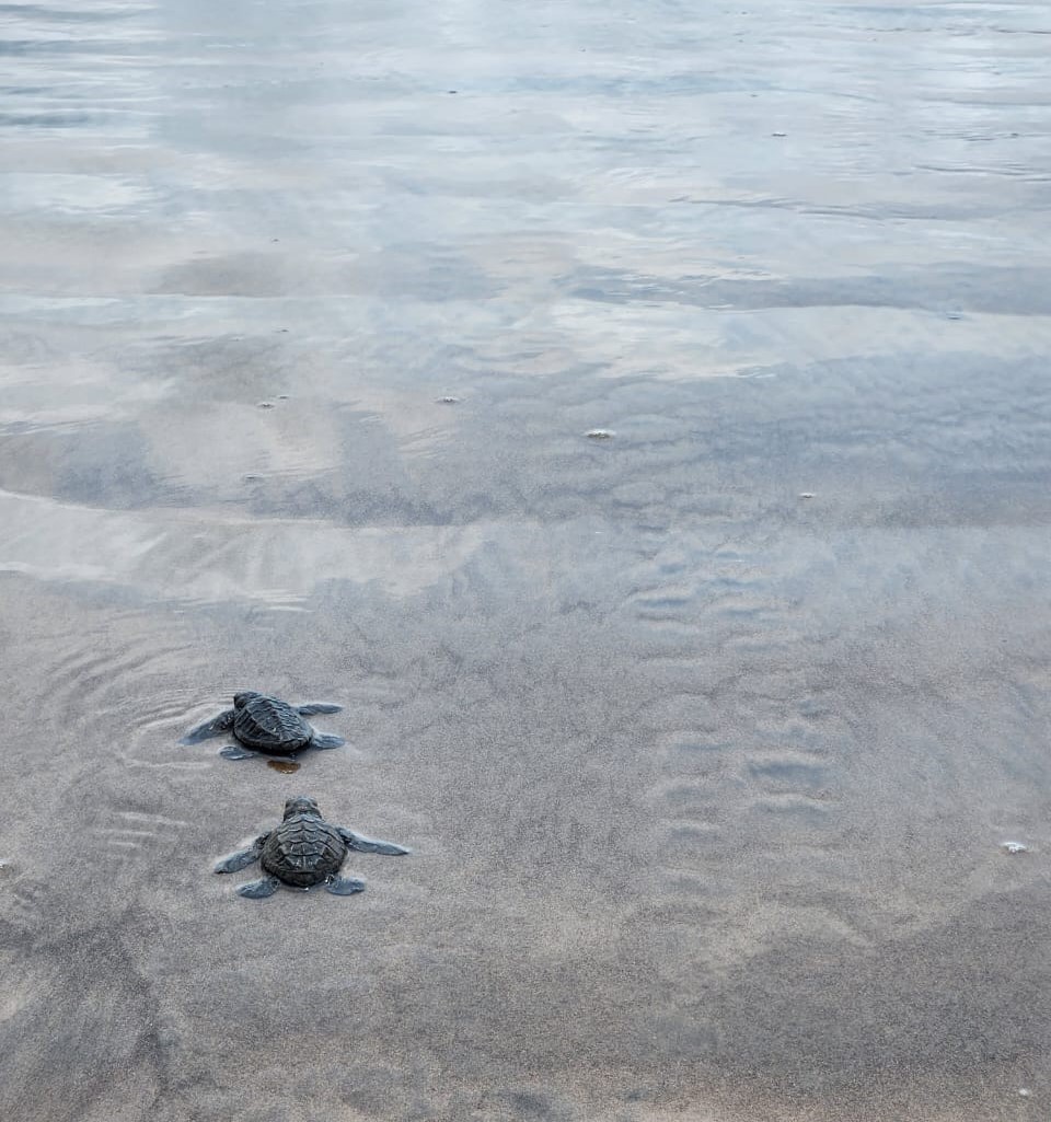 Andhra Pradesh Environment & Forest Department tweet media