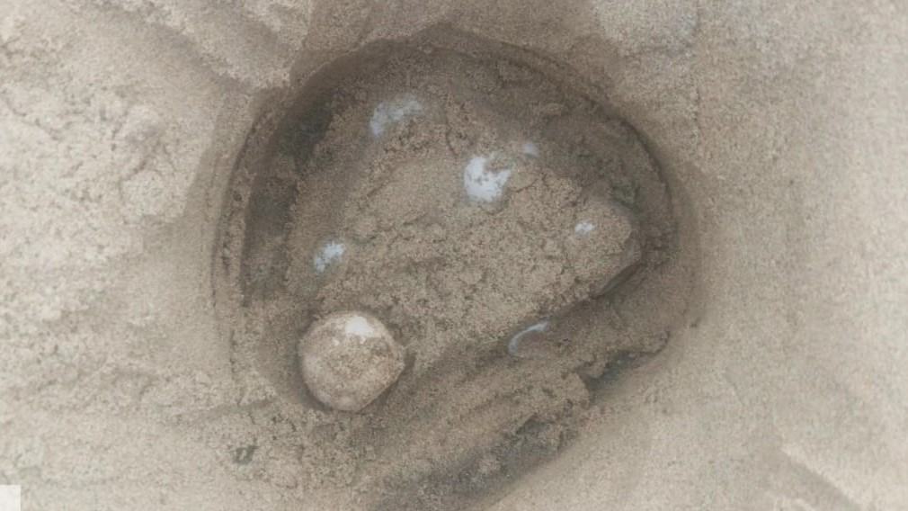 Andhra Pradesh Environment & Forest Department tweet media