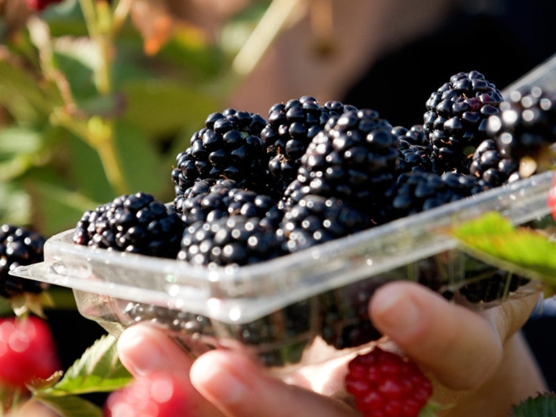 uarkbumpers's tweet photo. Arkansas #FruitBreeding Program releases new late-season blackberry; Sweet-Ark Immaculate is a thornless, floricane-fruiting blackberry, offers medium to large berries that hold up well after harvest: 
https://t.co/Ldt9JMMBGl 
#horticulture 

#AgFoodLife https://t.co/CqtrUWusJ5