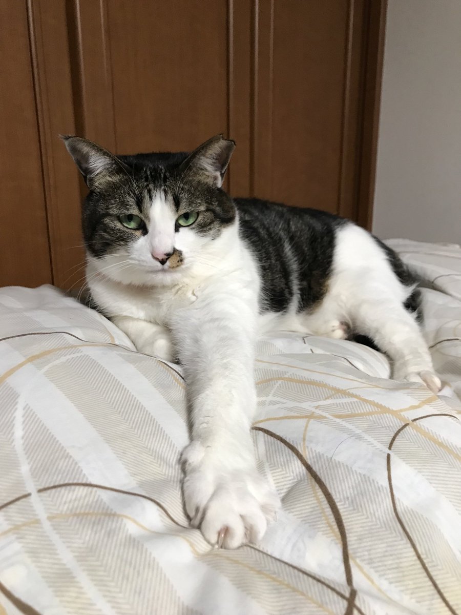 joji_tw's tweet photo. さぁ、ワシの手を取れ！　#猫 https://t.co/kU5R9T3fpM