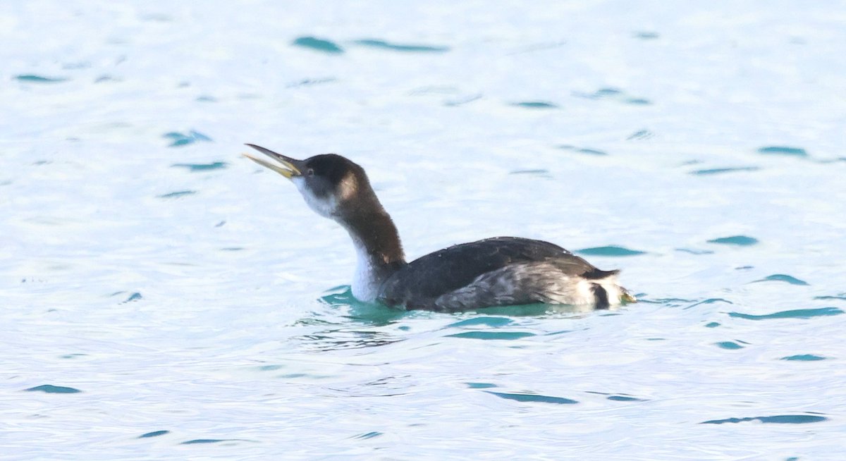 DougiePreston's tweet image. Went to see the Red-necked Grebe at Quendale today.  An interesting bird possibly of the North American race 'holbollii'.  Unfortunately, it might be impossible to prove without biometrics!  But still a very nice bird and great find by Roger Riddington....  #Shetland #Subspecies