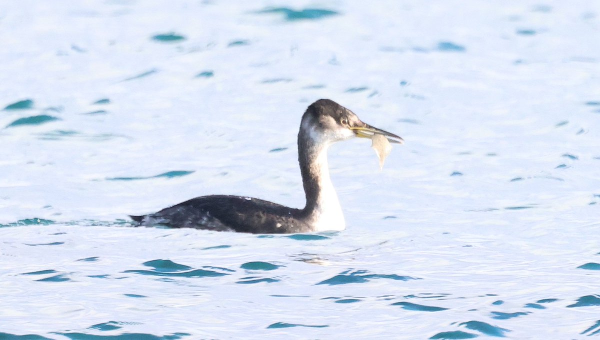 DougiePreston's tweet image. Went to see the Red-necked Grebe at Quendale today.  An interesting bird possibly of the North American race 'holbollii'.  Unfortunately, it might be impossible to prove without biometrics!  But still a very nice bird and great find by Roger Riddington....  #Shetland #Subspecies