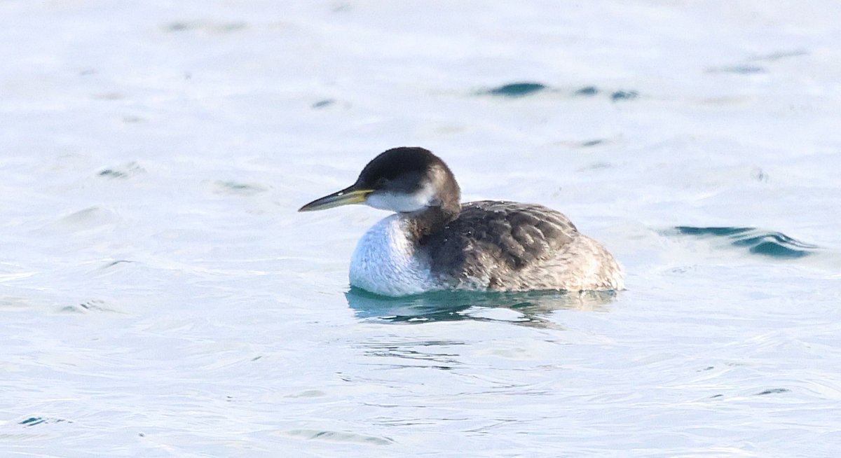 DougiePreston's tweet image. Went to see the Red-necked Grebe at Quendale today.  An interesting bird possibly of the North American race 'holbollii'.  Unfortunately, it might be impossible to prove without biometrics!  But still a very nice bird and great find by Roger Riddington....  #Shetland #Subspecies