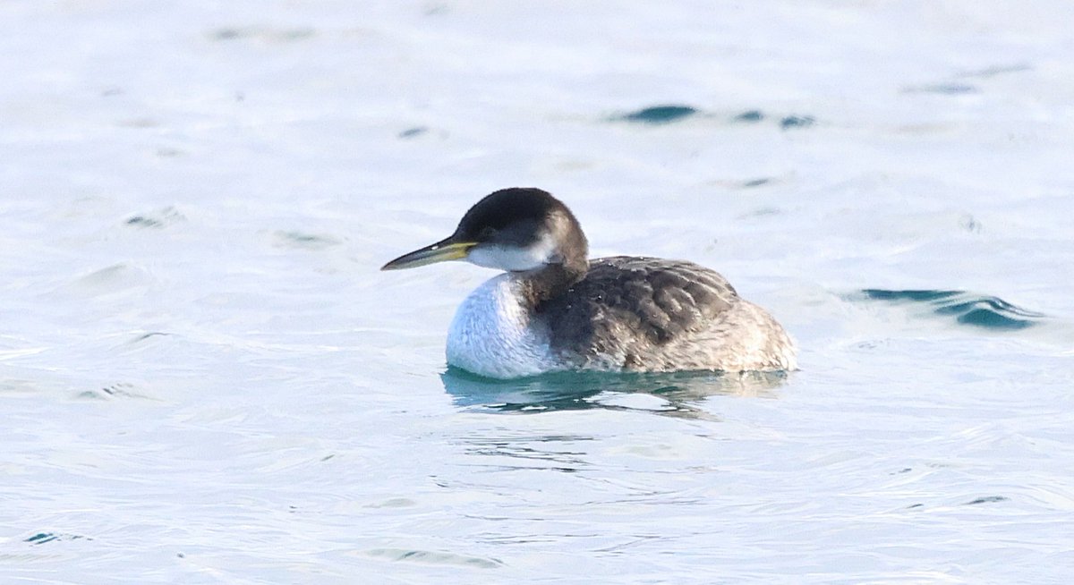 Went to see the Red-necked Grebe at Quendale today. An interesting bird possibly of the North American race 'holbollii'. Unfortunately, it might be impossible to prove without biometrics! But still a very nice bird and great find by Roger Riddington.... #Shetland #Subspecies