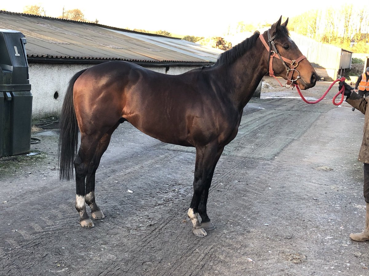 Water Of Leith or as we call him ‘Wattie’ runs @NewcastleRaces this evening, @PMulrennan rides for @JimGoldieRacing ! #kodiac #zakhrafa