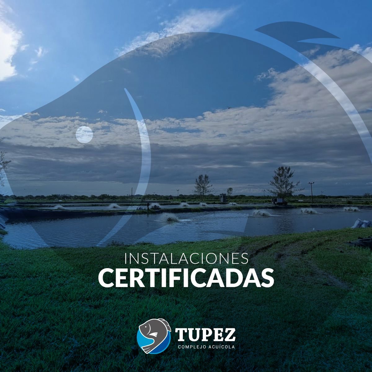 acuicolatupez's tweet photo. En Tupez, estamos comprometidos en ofrecerte un producto calidad Premium que supere tus expectativas.
Nos esforzamos constantemente en mejorar nuestra infraestructura y sistema de producción para brindarte lo mejor.
#Tilapia #Mojarra #RiverBorn #ElPescadoFrescoVeracruzano https://t.co/uznmq8QpoI
