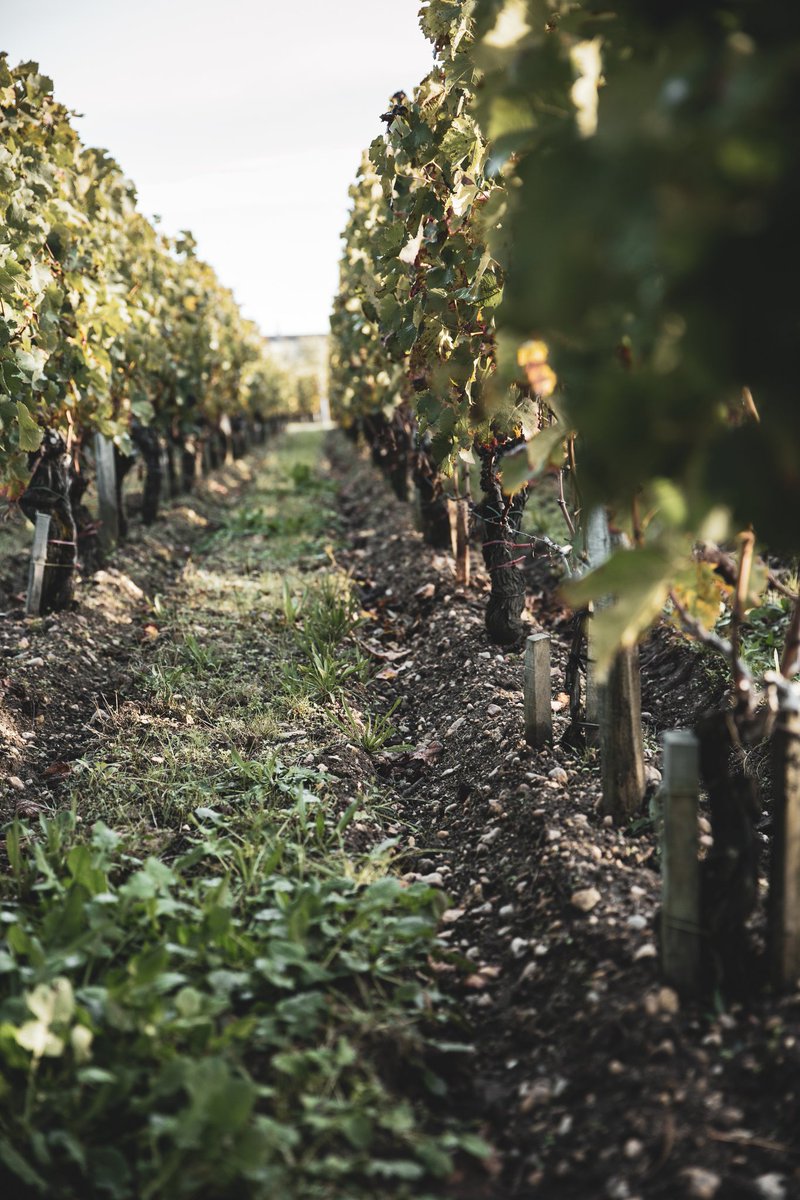 Wine Dinner <a href="/Odettes_rest/">Odettes Restaurant</a> with <a href="/Brynwchef/">Bryn Williams</a>
Château Clinet, Pomerol, Bordeaux
Thursday 29th February at 6.30pm
Visit our website for more details
odettesprimrosehill.com/bordeauxdinner
Email us if you wish to book your table
info@odettesprimrosehill.com