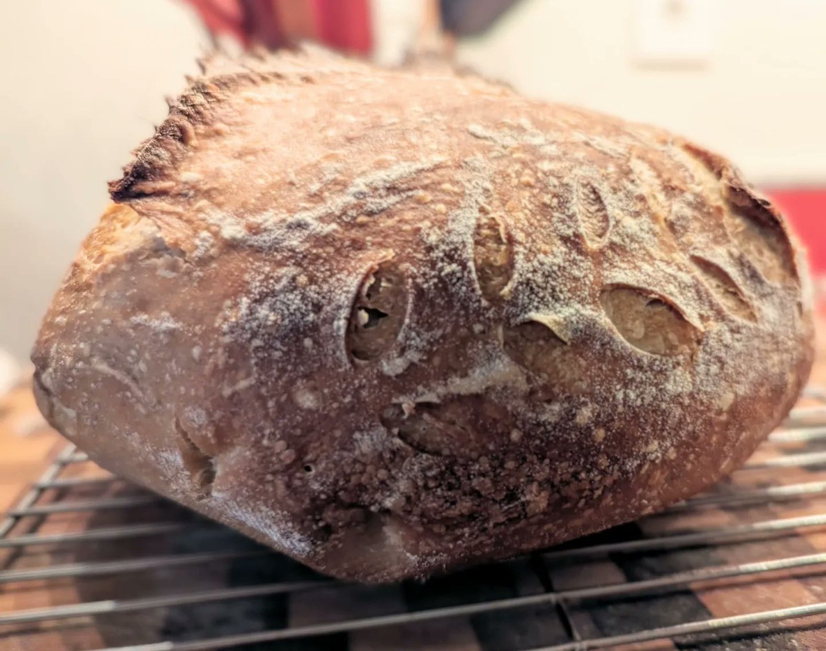 Malcolm_Newsome's tweet image. My contribution to World *Bread* Aloud Day yesterday. 😎 

#breadmaking #breadbaking #sourdough