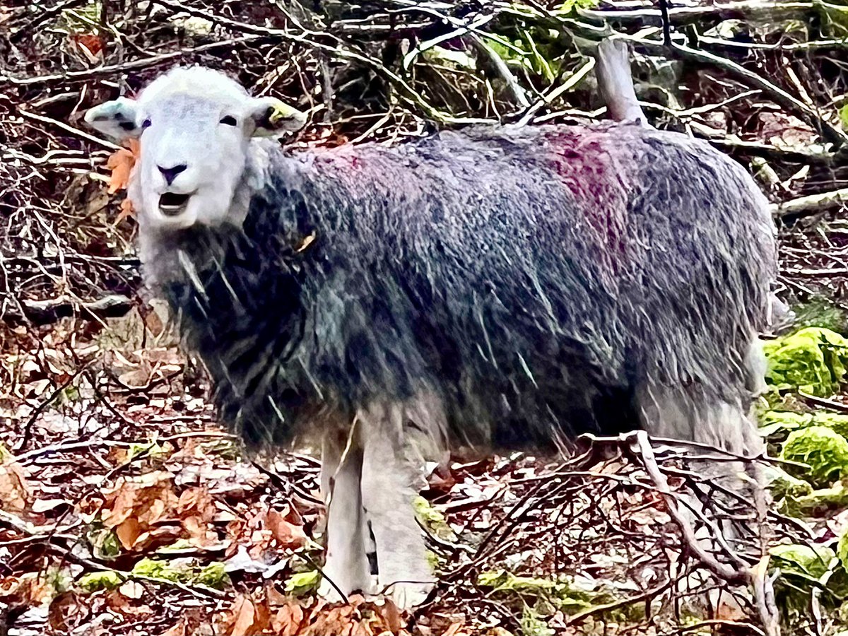 faerymere's tweet photo. Hilda Herdwick says…
“FFS #DogOwners, how about ewe take your mess with you rather than just dumping it in #nature? Disgusting.”
Your Dog - Your Mess - Don’t Be That Twat…
#Grasmere #LakeDistrict #DogMess
#Irresponsible #Selfish #DogOwners
@ThePhotoHour https://t.co/RNx1YnDbYf