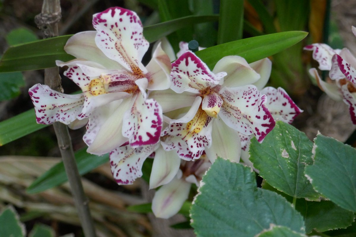 MaJSylvie's tweet photo. Mille et une orchidées 2024 #MNHN https://t.co/wKDwka6kKe