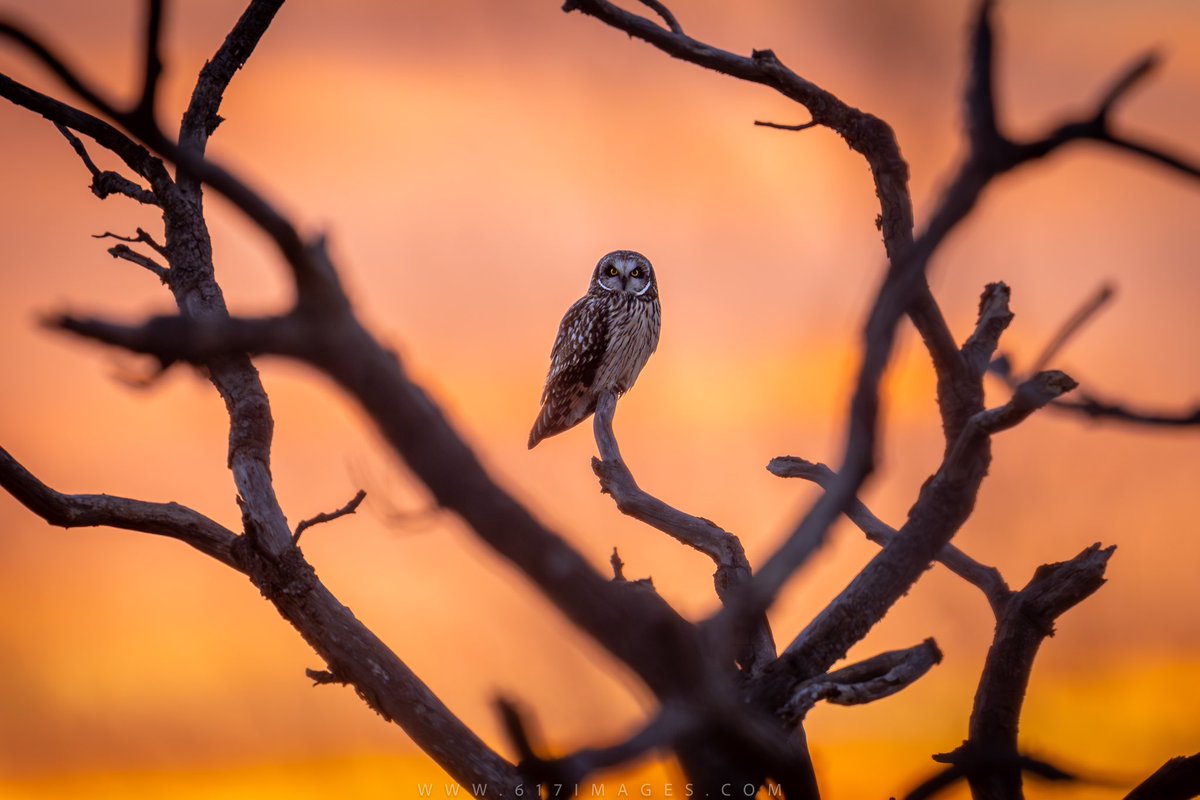 I’ve been kinda lazy lately with my photo game, and I figured why not hit up the local wildlife refuge to see if anything cool catches my eye. Winter usually puts a damper on my creative vibes, but shooting wildlife tends to do the trick. As the sun was doing its final bow and I