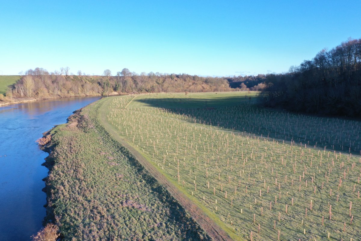 Two years in the making! There is now an extra 7ha of new native woodland right on the banks of the Lower Tweed at Horncliffe. Funded through Forestry Commission - EWCO, this scheme extends a valuable area of ancient woodland and increases riparian buffer to the Lower Tweed.