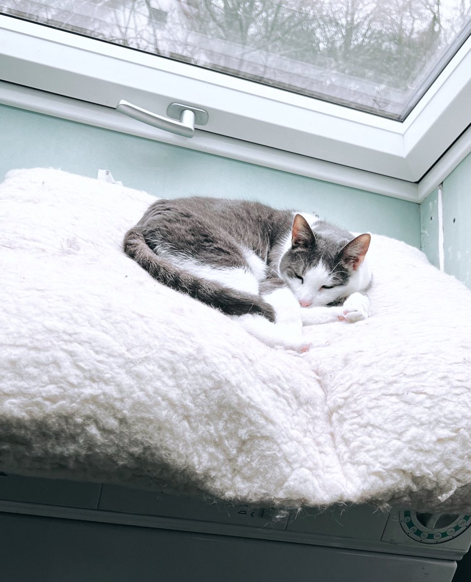 Ich will meinen Trockner benutzen, aber Omi-Holly schläft gerade so seelenruhig 🥹🤍