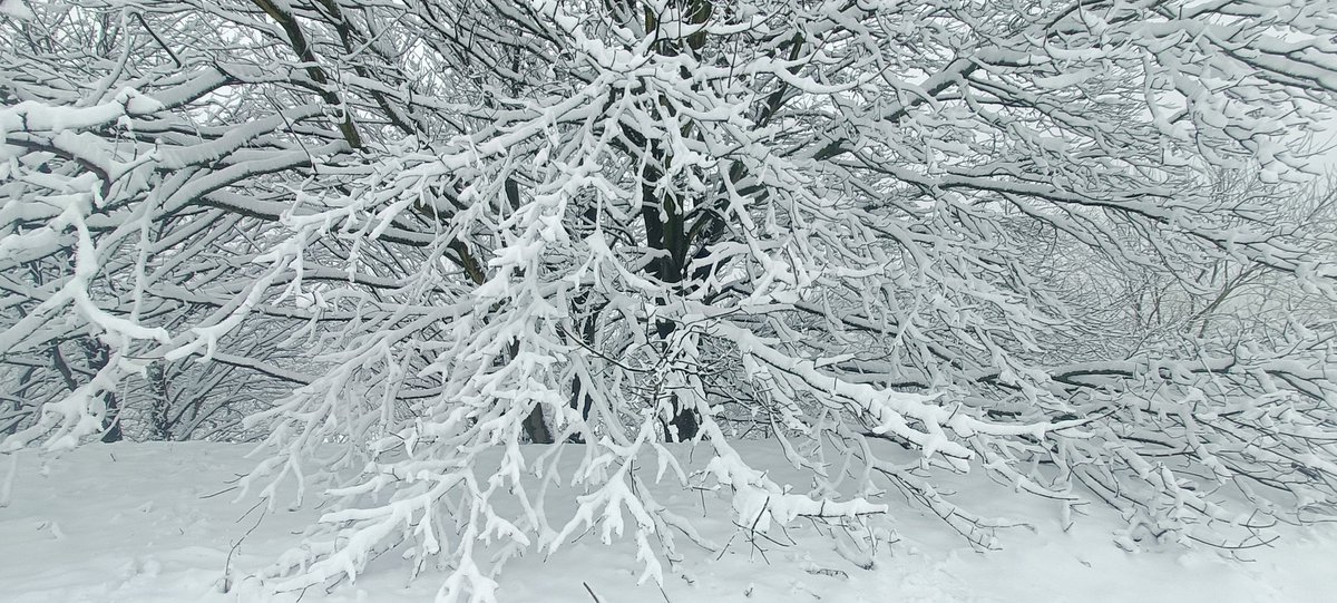 Still snowing in #Sheffield #uksnow #bolehill