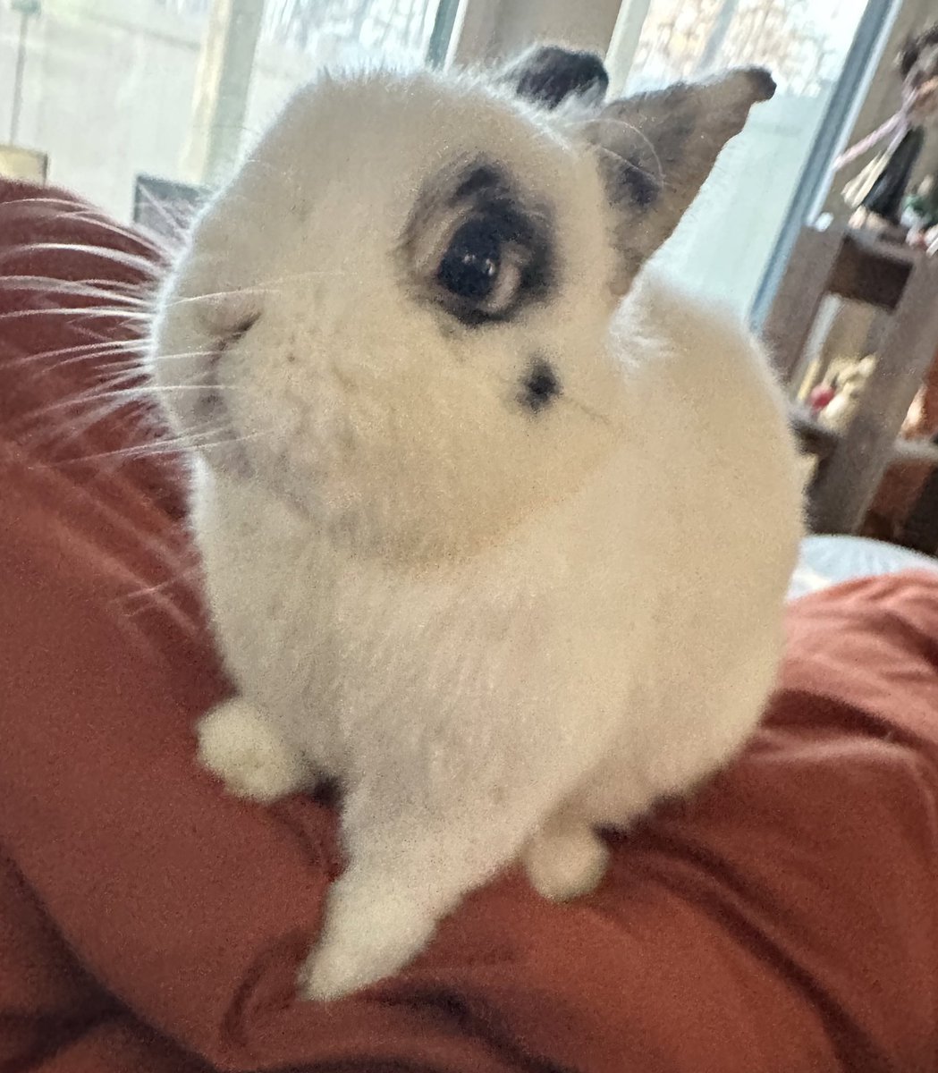 EmberRabbit's tweet image. hello everyone!!