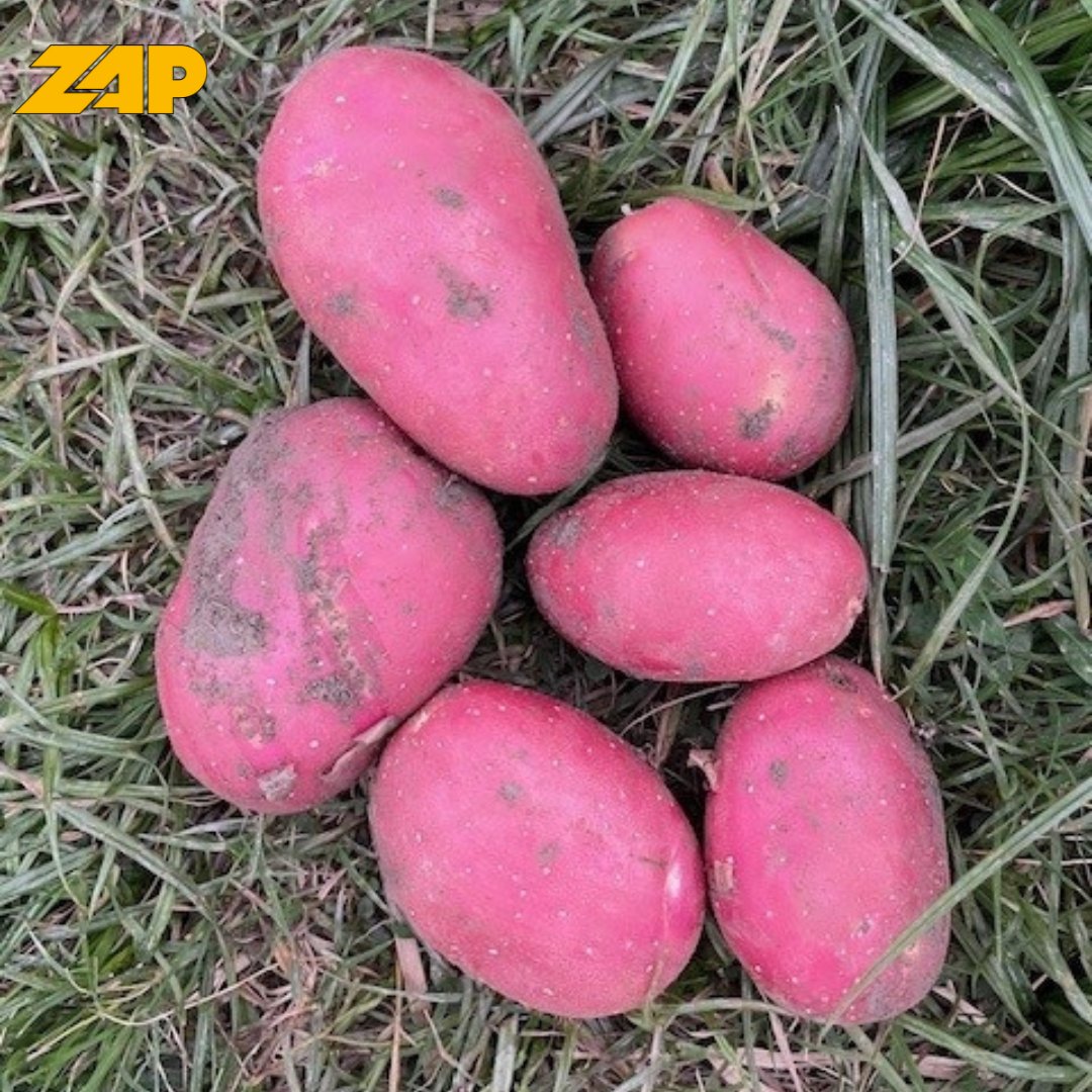 ZAPSemagri's tweet photo. Eind vorige maand hebben we telers en agenten bezocht in Zuid-Azië.
Naast dat we veel positieve informatie hebben ontvangen over ons aardappelras Dunastar hebben we ook veel informatie kunnen delen over de teelt van aardappelen in het algemeen.
#ZAP #Dunastar #seedpotatoes #Asia https://t.co/CrVgnnbZNd