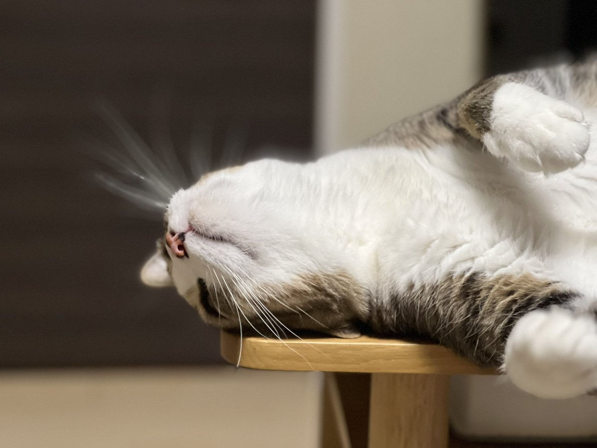 Makocchannel's tweet photo. ジェリーは眠たい🥱

#cat#猫#japan#フォト#ジェリー https://t.co/1VfqPl6vIa