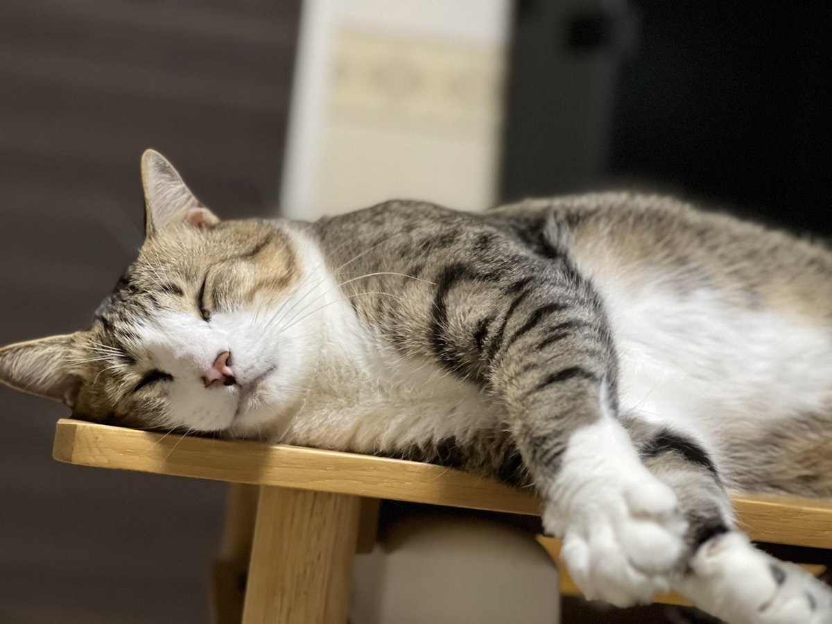 ジェリーは眠たい🥱

#cat#猫#japan#フォト#ジェリー
