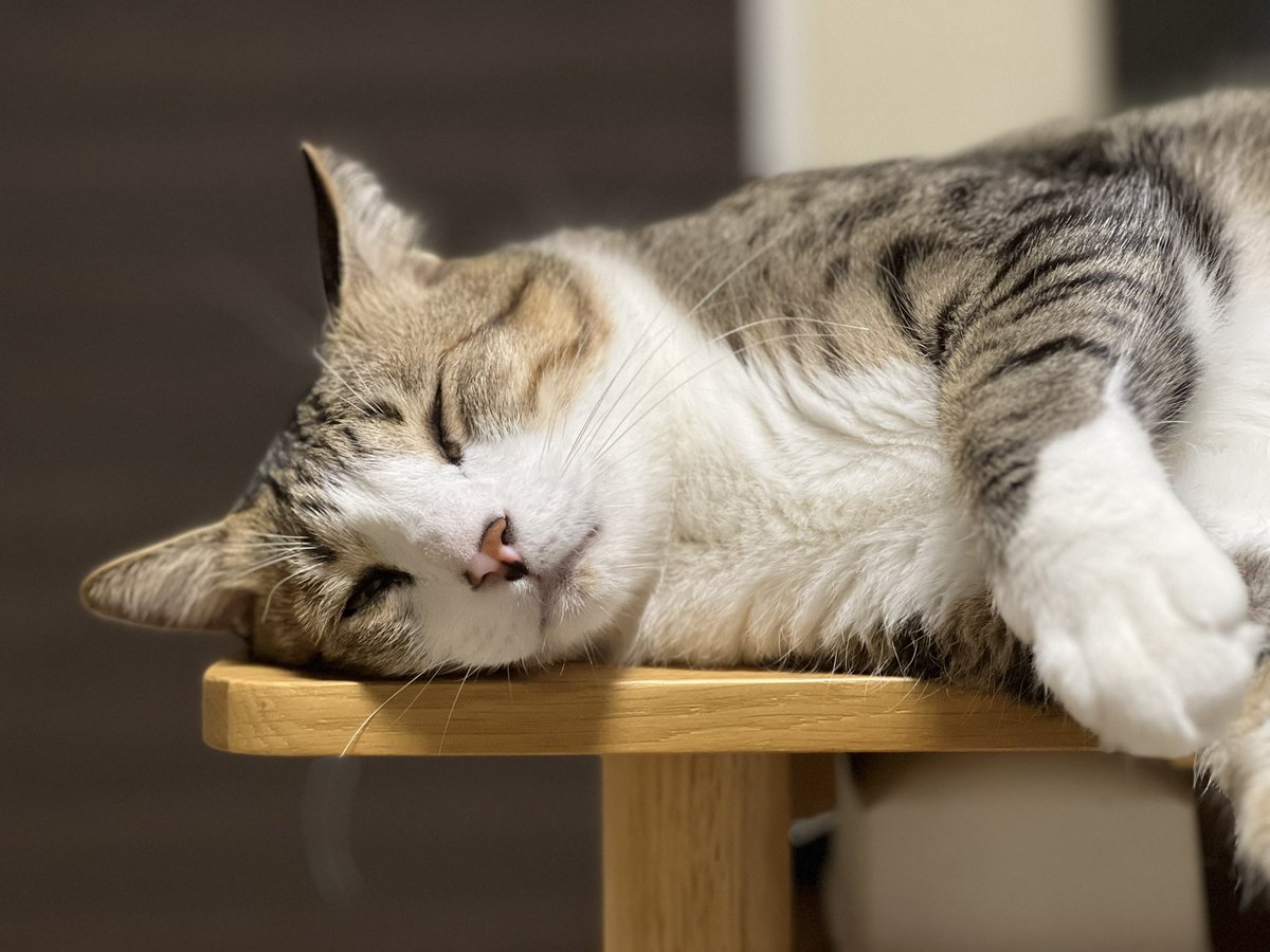 Makocchannel's tweet photo. ジェリーは眠たい🥱

#cat#猫#japan#フォト#ジェリー https://t.co/1VfqPl6vIa