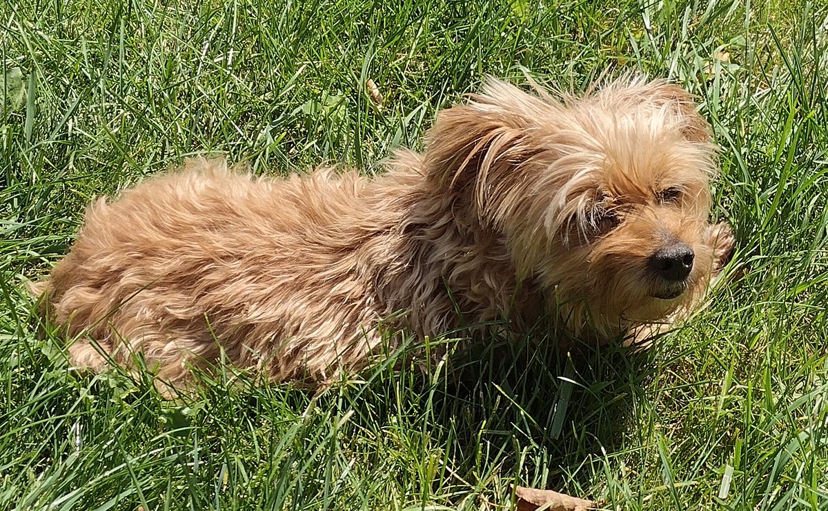 CLDBorn's tweet image. If the only thing I get done today is run my dishwasher and fold some laundry, I&apos;ll be proud of myself. Grief is a boulder sitting on my chest and I don&apos;t have the strength to push it off.