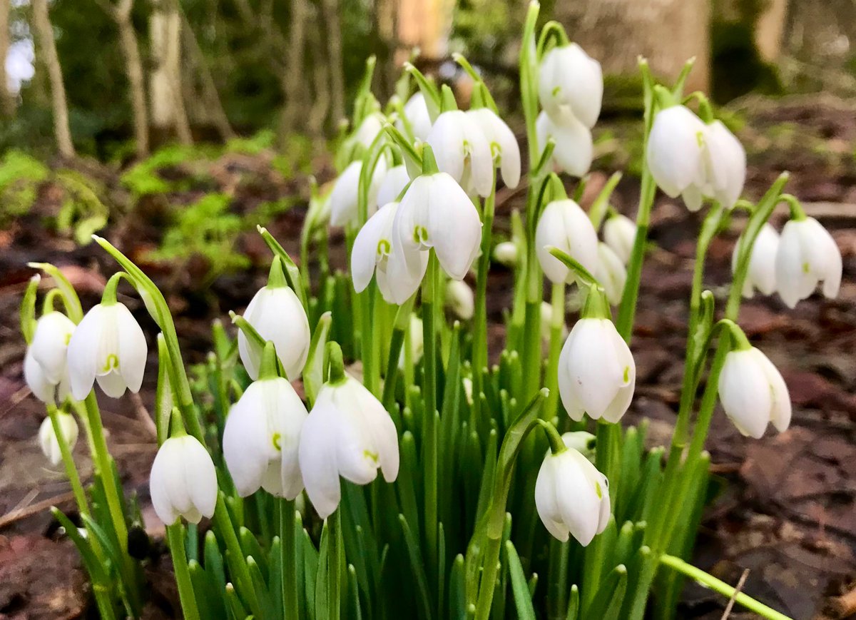 cloudymamma's tweet photo. Today is #NationalSnowdropDay ! ๐ฑ๐ค๐ฑ๐ค๐ฑ๐ค๐ฑ
The prettiest of early flowersโฆ and these are mine!
#Snowdrops #SpringtimeFlowers https://t.co/byH4Z3Oocy