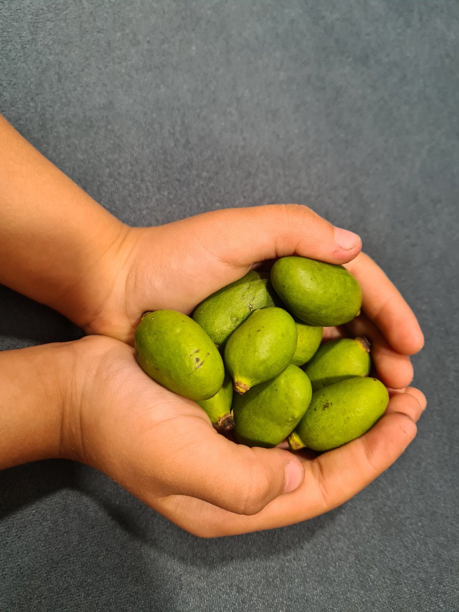 Chiragkapuriya's tweet image. સીઝન ની પહેલી❤️ #Kesar #Mango #MangoFarm