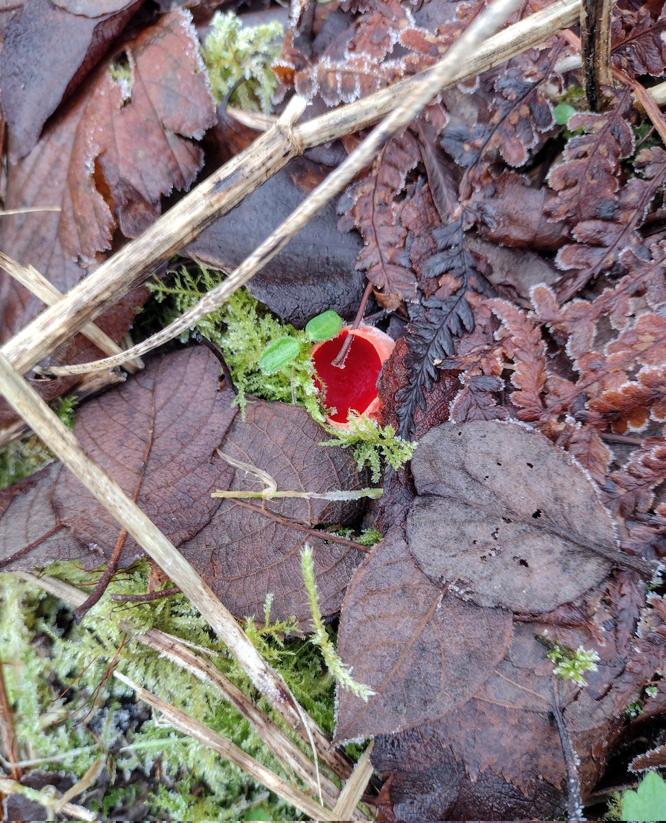 Elf cups in the frost.