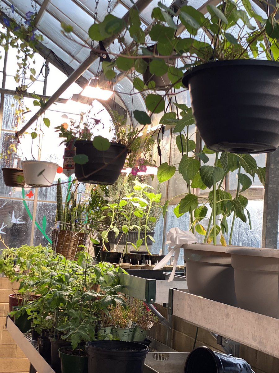 cityhighenviro's tweet photo. Feels like Spring in the City High Greenhouse! Students have flowers blooming, tomatoβs blossoming, and seedlings started.π₯° @JBacon23 #TSTL #ICCSD #SchoolGarden https://t.co/34UQp7F5iU