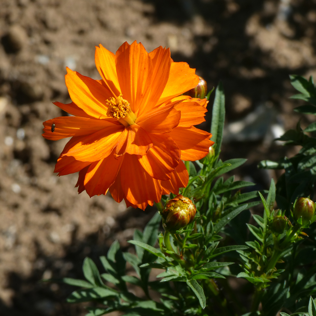 Mr Fothergills Seeds tweet media