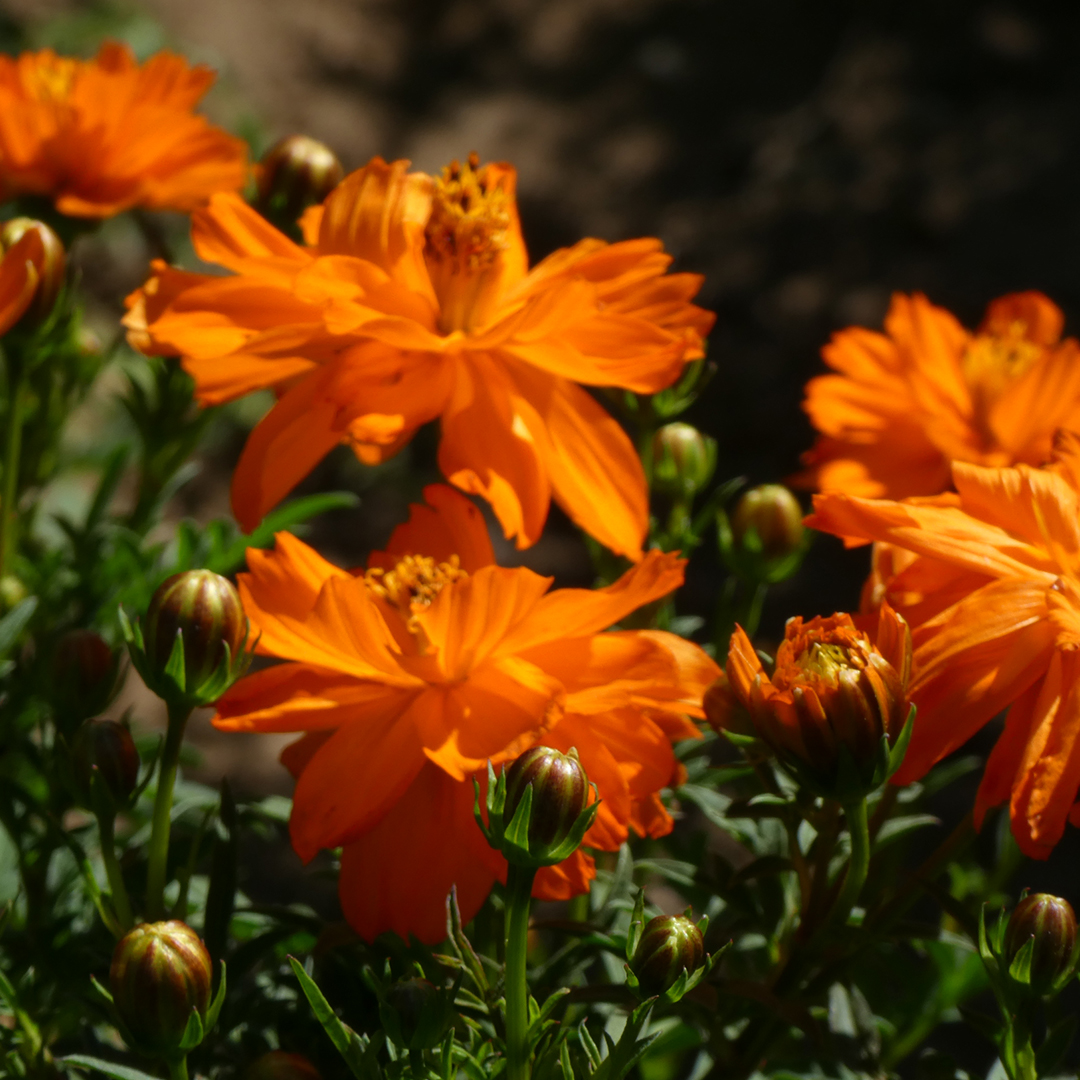 Mr Fothergills Seeds tweet media