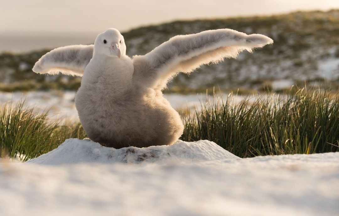 Quando estão em alto-mar, os albatrozes podem encontrar barcos de pesca sem medidas mitigadoras da captura incidental. E assim, as aves marinhas continuam morrendo e a população de albatrozes no Atlântico Sul continua a diminuir. #ProjetoAlbatroz @Petrobras 📷: Derren Fox