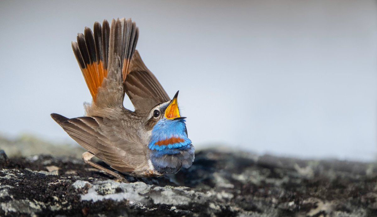 Arild Johnsen (@arildjo) on Twitter photo Looking for a PhD combining avian mate choice, adaptive immunity and bioinformatics? Check out this possibility in our Sex and Evolution Research Group <a href="/NHMOslo_Science/">NHM Oslo Science</a> jobbnorge.no//en/available-… Please RT! Looking for a PhD combining avian mate choice, adaptive immunity and bioinformatics? Check out this possibility in our Sex and Evolution Research Group <a href="/NHMOslo_Science/">NHM Oslo Science</a> jobbnorge.no//en/available-… Please RT!