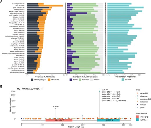 The Oncologist (@oncjournal) on Twitter photo Unraveling the Link: MUTYH mutations drive higher KRAS G12C prevalence, heightened tumor mutational burden, and unique mutational signatures across cancers. <a href="/fred_hirsch/">Fred R. Hirsch</a> #MolecularBiology #Research doi.org/10.1093/oncolo… Unraveling the Link: MUTYH mutations drive higher KRAS G12C prevalence, heightened tumor mutational burden, and unique mutational signatures across cancers. <a href="/fred_hirsch/">Fred R. Hirsch</a> #MolecularBiology #Research doi.org/10.1093/oncolo…