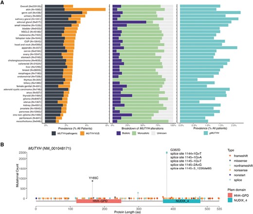 Unraveling the Link: MUTYH mutations drive higher KRAS G12C prevalence, heightened tumor mutational burden, and unique mutational signatures across cancers. @fred_hirsch #MolecularBiology #Research doi.org/10.1093/oncolo…