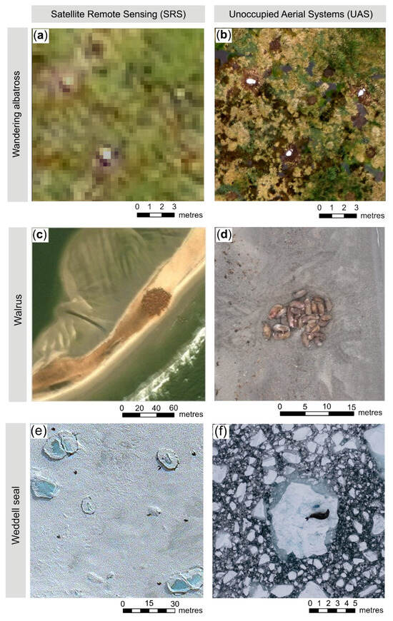 Our latest review paper on the direct remote sensing of wildlife by satellite and UAV is now published: mdpi.com/2072-4292/16/4…