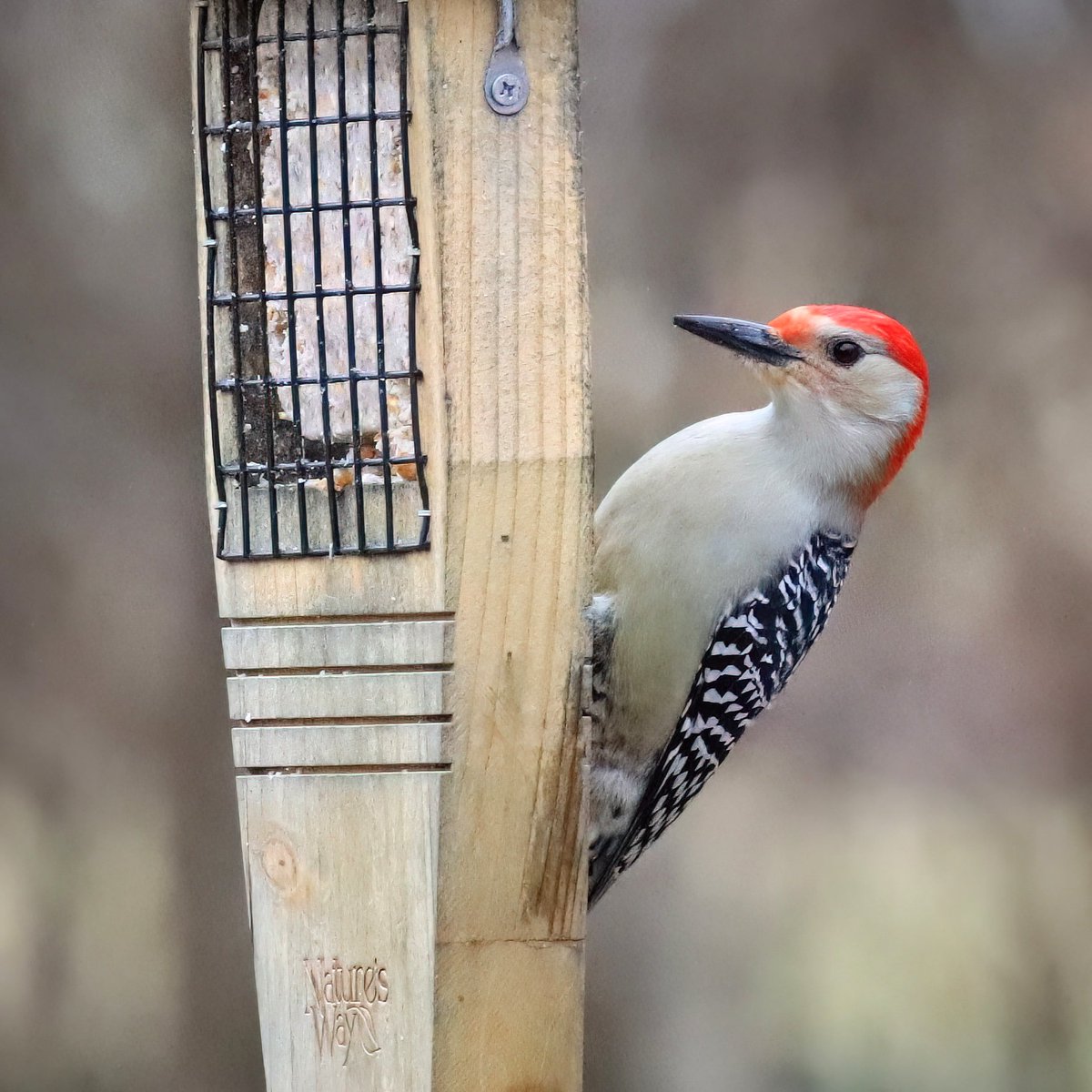 Still my favorite woodpecker!
#redbelliedwoodpeckers #redbelliedwoodpecker #woodpeckers #woodpecker #redbellied #ohiobirdworld #ohiobirdlovers #birdlovers #birdwatching #birdwatchers #birdlife #birds #birdphotography #birdwatchersdaily #birdwatcher #birdloversdaily