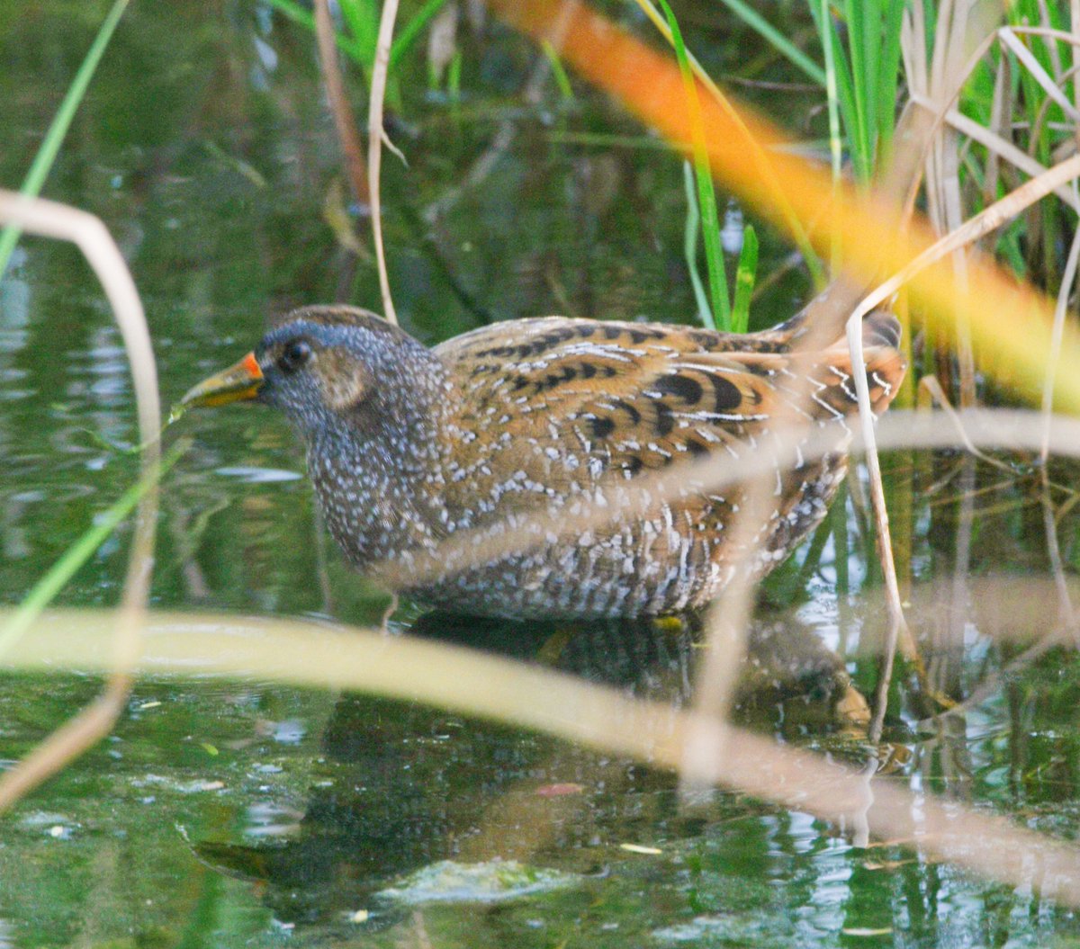 How cute 🥰🥰 Spotted Crake 😍#IncredibleIndia #birdphotography #birdwatching #BirdsUp #BirdsOfTwitter #BBCWildlifePOTD #birding #NaturePhotography #natgeoindia #IndiAves #BirdsSeenIn2024 #ThePhotoHour #TwitterNatureCommunity #nikonphotography