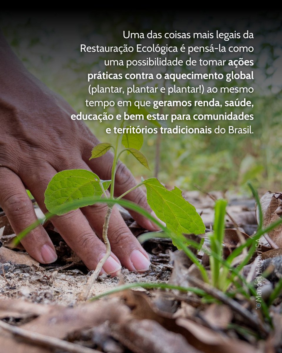 RedeXingu's tweet photo. Uma Restauração Ecológica inclusiva incentiva a participação ativa das comunidades dos territórios onde ela acontece 🌱

#RestauraçãoEcológica #Floresta #PovosDaFloresta #ComunidadesTradicionais #Inclusão https://t.co/UJoTDh5u39