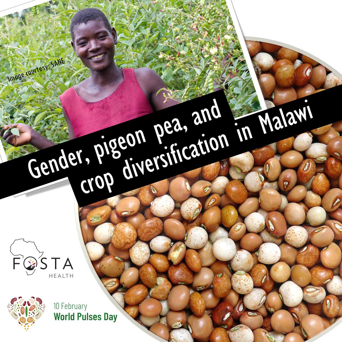In Southern #Malawi, Pigeon Pea is a key source of fodder, fuel, and income for #women. More in this blogpost about our research plans examining that: tinyurl.com/3hbp9szb Counting down to #WorldPulsesDay on Feb 10. #LovePulses