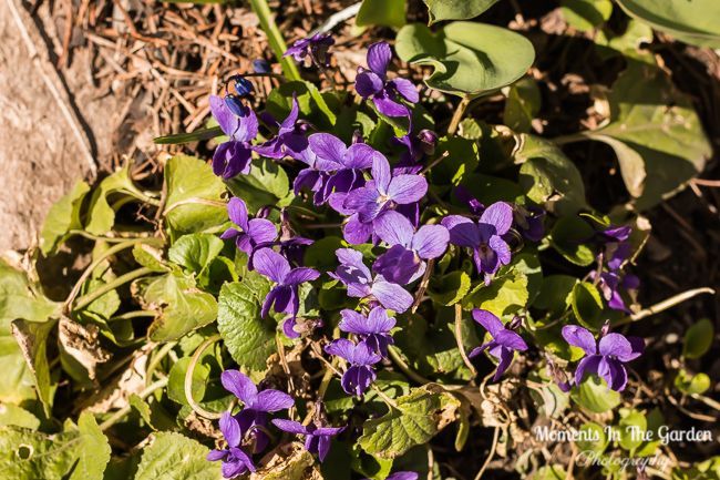 Violets.  February flowers.  #violets #februaryflowers #floralphotography #momentsinthegardenphotography