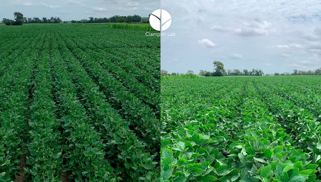 🌱Exciting news! 

Research led by Ignacio Ciampitti and Ph.D. student Luiz Felipe, supported by the Kansas Soybean Commission, explores how soybeans respond to nitrogen and sulfur fertilization by analyzing data from 11 states. 

👉🏼Read more: bit.ly/3OXJz6T