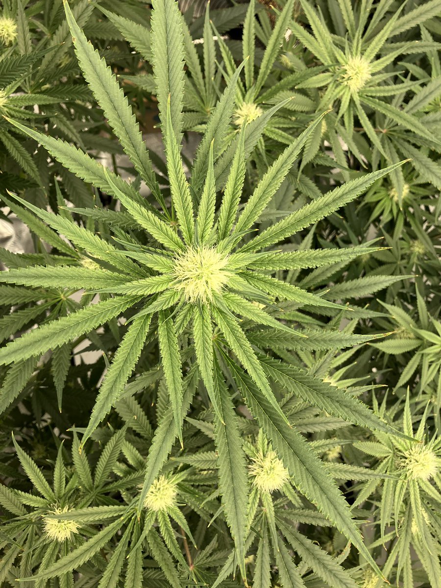 GoatGrowsWeed's tweet photo. Flower Day 25.
Deep cheese is getting chunky af compared to the Big Kush.
#goatgrowsfollowalong #currentculture #cch2o #rdwc #cropsalt #cannabis #love #growyourown #stonerfam #weed #root #bud #porn #CannabisCommunity #stoners #stonerchick https://t.co/1sOhcZzfxV