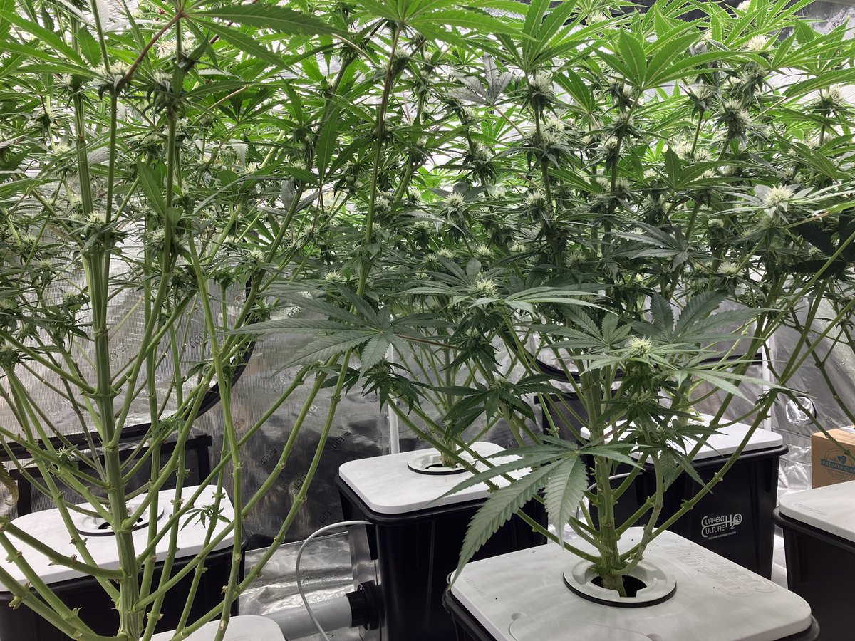 GoatGrowsWeed's tweet photo. Flower Day 25.
Deep cheese is getting chunky af compared to the Big Kush.
#goatgrowsfollowalong #currentculture #cch2o #rdwc #cropsalt #cannabis #love #growyourown #stonerfam #weed #root #bud #porn #CannabisCommunity #stoners #stonerchick https://t.co/1sOhcZzfxV